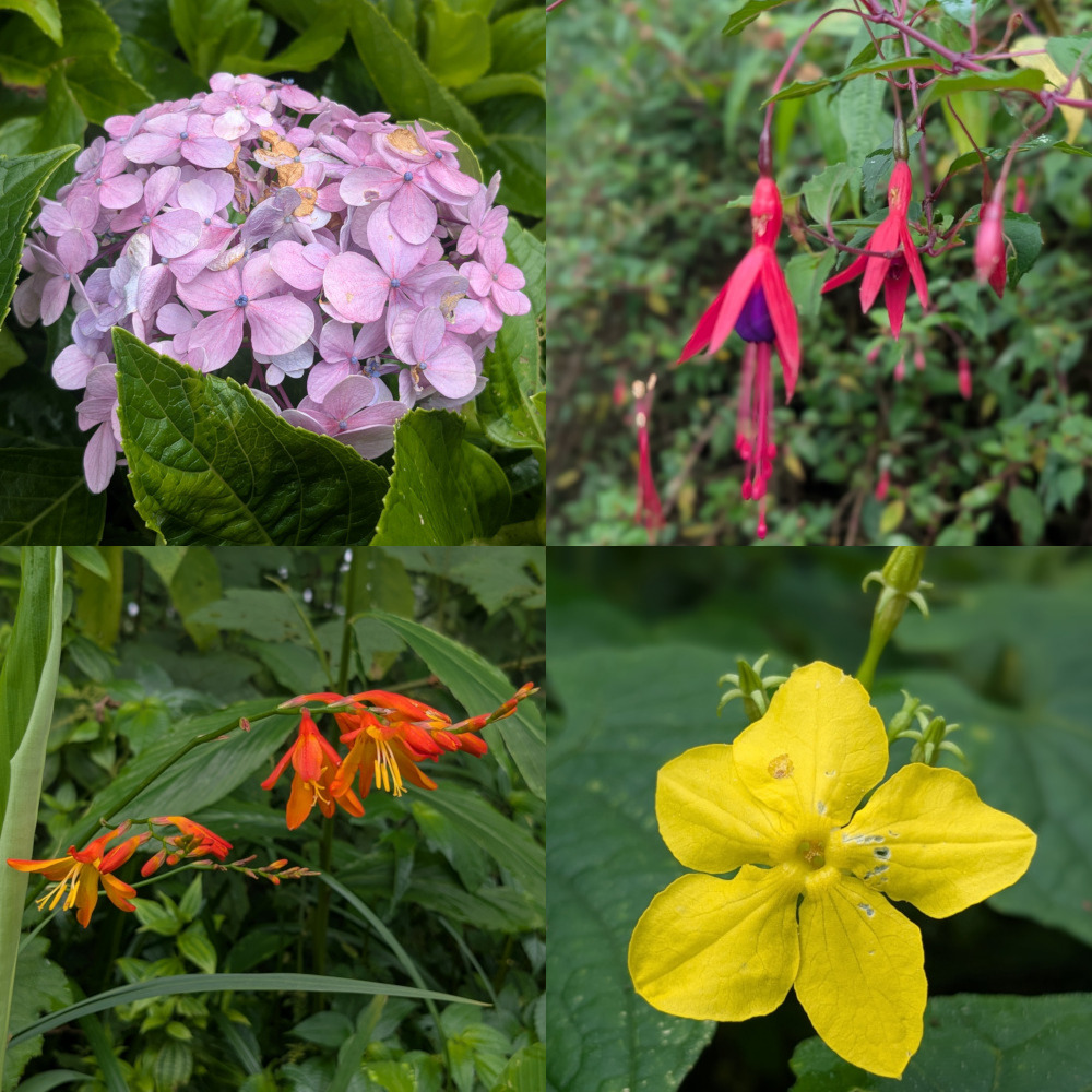 Flowers