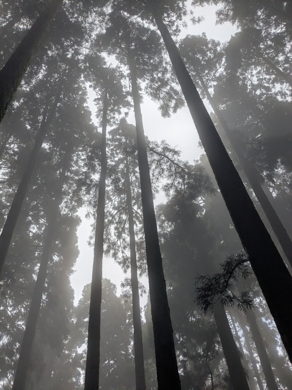 Misty forest
