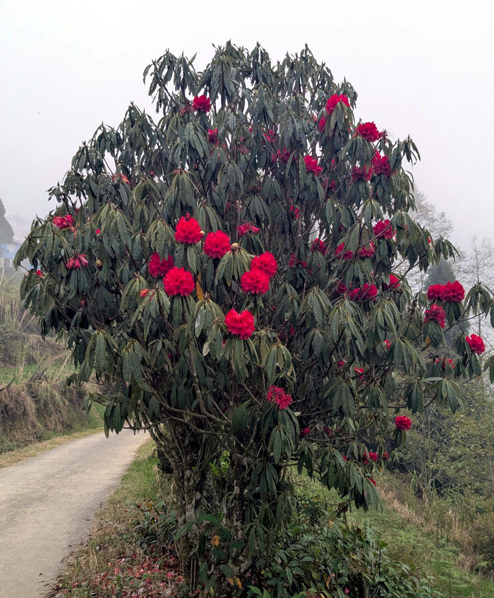Okhrey Rhododendron