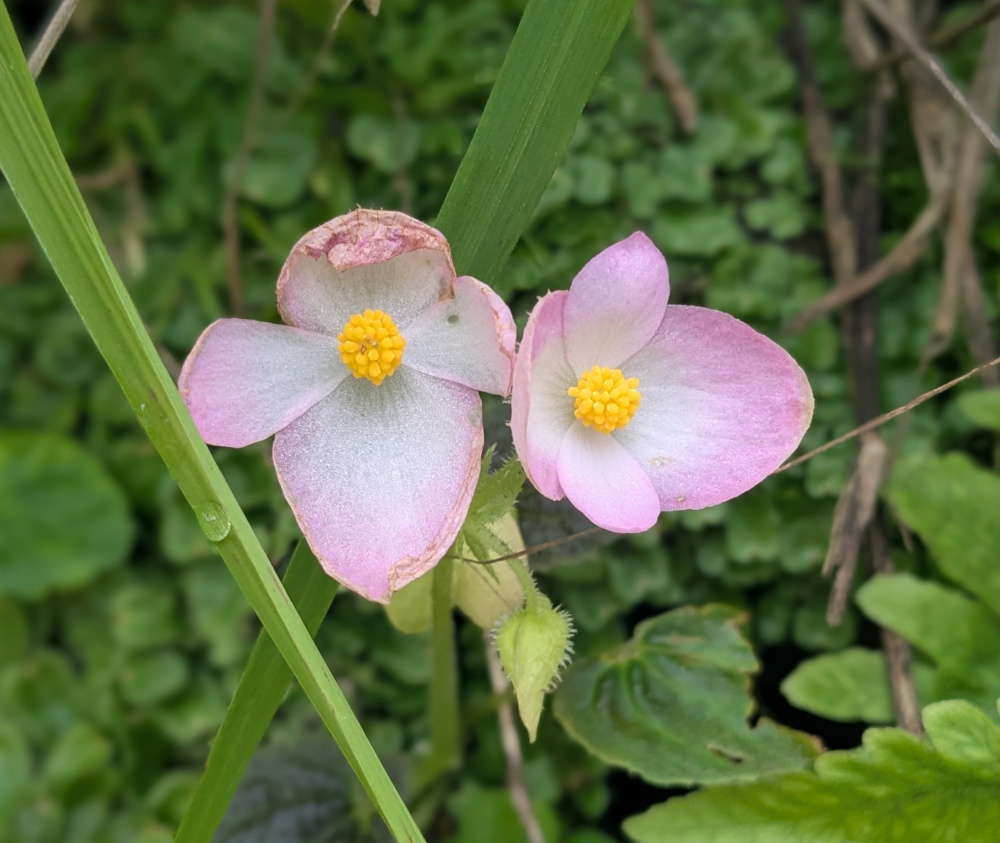 Wildflowers