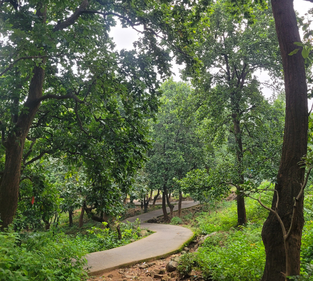 Forest trail