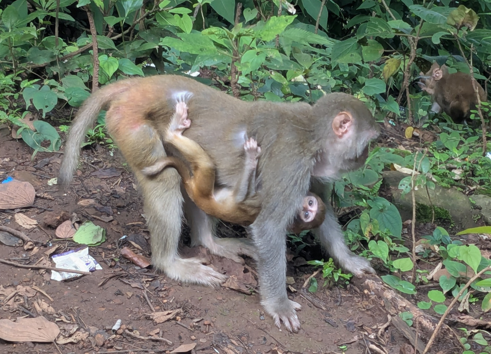 Monkeys