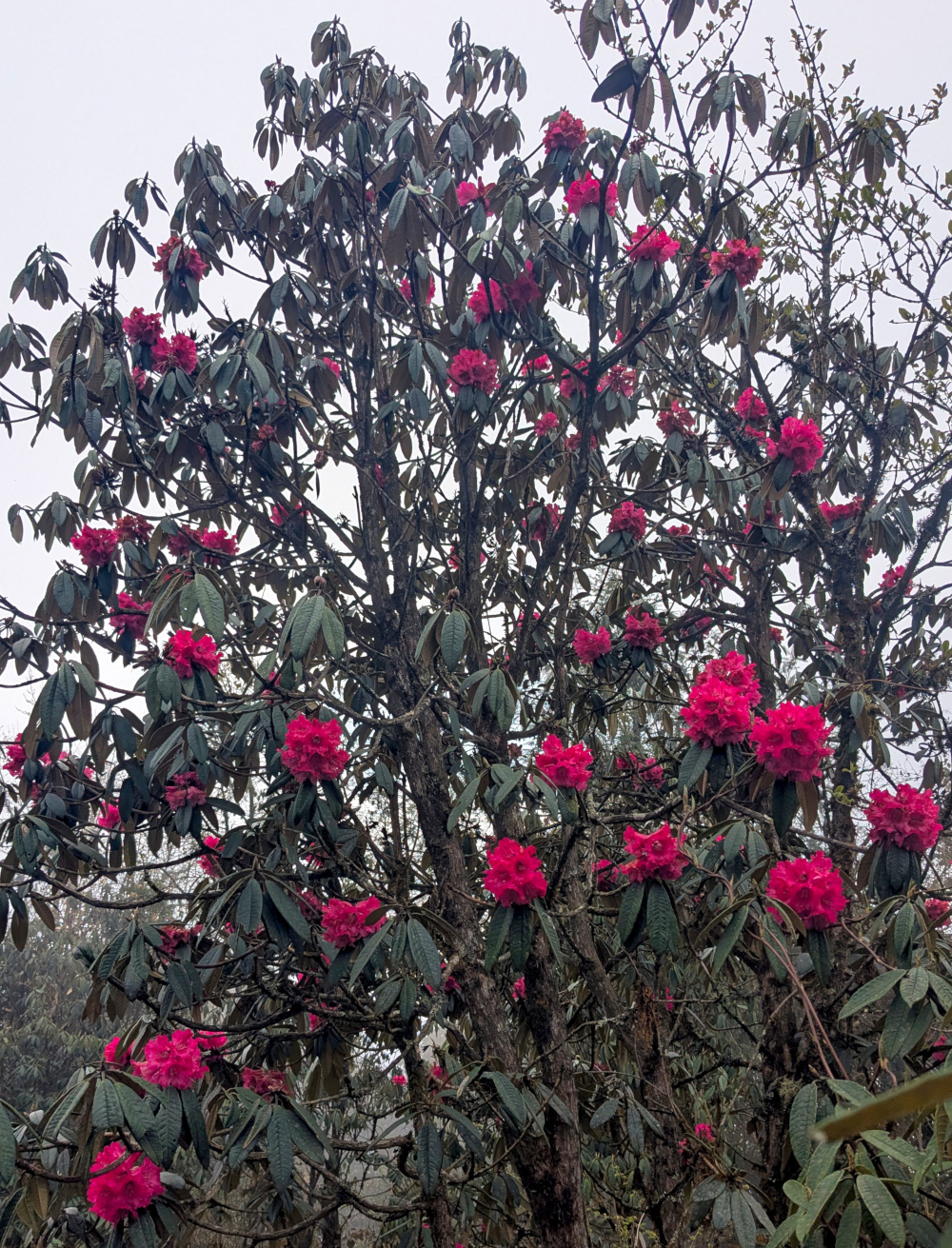 Varsey Rhododendron
