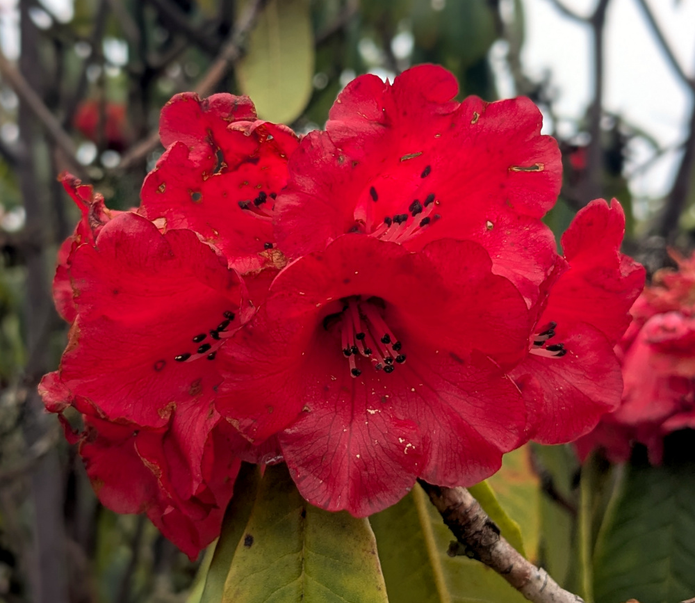 Red Rhododendron