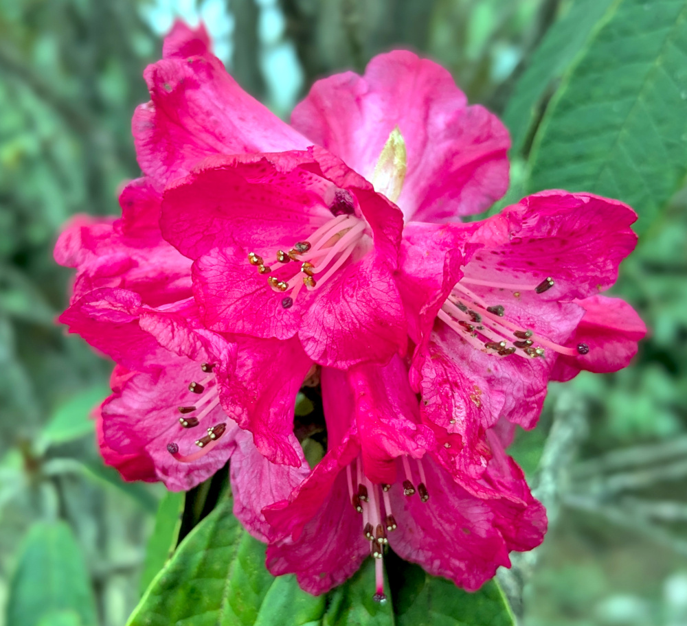 Pink Rhododendron